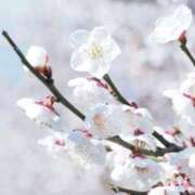 ヒメ日記 2026/02/17 01:04 投稿 倉田 麗子 こあくまな熟女たち 本厚木店(KOAKUMAグループ)