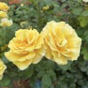 ヒメ日記 2026/02/21 23:03 投稿 倉田 麗子 こあくまな熟女たち 本厚木店(KOAKUMAグループ)