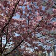 ヒメ日記 2026/03/02 15:25 投稿 つばき 錦糸町人妻セレブリティ（ユメオト）