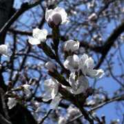 ヒメ日記 2026/03/30 01:18 投稿 りお ヴィヴィッド・クルーマダム・セカンドヴァージン十三店