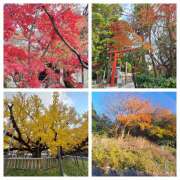 ヒメ日記 2025/12/16 09:36 投稿 赤坂麗来 五十路マダム東広島店(カサブランカグループ)