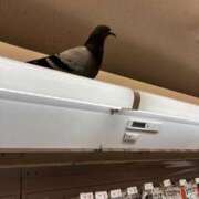 ヒメ日記 2025/12/07 00:42 投稿 夏川あさひ 横浜プロダクション