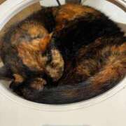 ヒメ日記 2025/12/23 08:45 投稿 夏川あさひ 横浜プロダクション