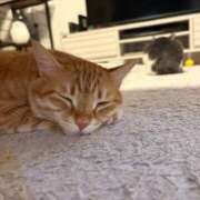 ヒメ日記 2026/01/30 14:26 投稿 夏川あさひ 横浜プロダクション