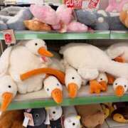 ヒメ日記 2026/01/31 15:37 投稿 夏川あさひ 横浜プロダクション