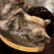 ヒメ日記 2026/02/04 17:12 投稿 夏川あさひ 横浜プロダクション