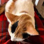 ヒメ日記 2026/02/06 19:14 投稿 夏川あさひ 横浜プロダクション