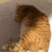 ヒメ日記 2026/02/08 02:53 投稿 夏川あさひ 横浜プロダクション