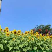 夏川あさひ 久々に出勤致します　夏川 横浜プロダクション