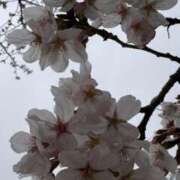 ヒメ日記 2026/03/27 10:09 投稿 岡崎咲姫 五十路マダム 沼津店(カサブランカグループ)