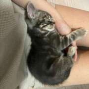 ヒメ日記 2026/03/06 08:20 投稿 このみ JAPAN CLUB BUNNY LOUNGE