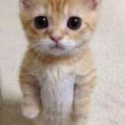 ヒメ日記 2026/04/03 20:47 投稿 このみ JAPAN CLUB BUNNY LOUNGE