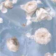 ヒメ日記 2026/04/04 17:15 投稿 このみ JAPAN CLUB BUNNY LOUNGE