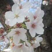 ヒメ日記 2026/04/06 17:14 投稿 Mirei【みれい】 Club Lumine(中津)