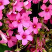 Mirei【みれい】 ありがとうございましたっ Club Lumine(中津)