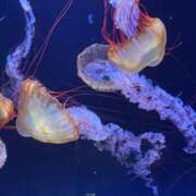 ヒメ日記 2025/12/22 21:02 投稿 らるふ buzz-B