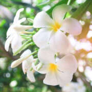 ヒメ日記 2026/03/05 06:00 投稿 りりか モアグループ 土浦人妻花壇