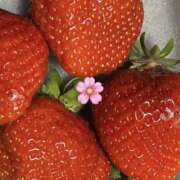 もえか やみー！ 千葉松戸ちゃんこ