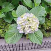 ヒメ日記 2026/06/09 12:36 投稿 森永【もりなが】 丸妻 西船橋店