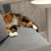 ヒメ日記 2025/12/14 11:00 投稿 うるは クリスタル セカンド