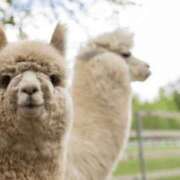 ヒメ日記 2025/12/23 18:00 投稿 うるは クリスタル セカンド