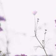 沢村つばさ 明日…?? 熟女パラダイス岐阜羽島店（カサブランカグループ）