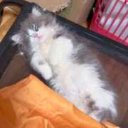 ヒメ日記 2026/01/24 05:55 投稿 えり 熟女の風俗最終章 錦糸町店