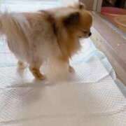 ヒメ日記 2026/02/26 10:35 投稿 えり 熟女の風俗最終章 錦糸町店