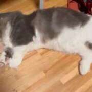 ヒメ日記 2026/03/21 07:45 投稿 えり 熟女の風俗最終章 錦糸町店