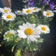 ヒメ日記 2026/04/10 21:42 投稿 みい 君とふわふわプリンセスin立川