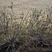 しあ あけましておめでとうございます⟡.· 人妻本舗愛のしずく名古屋店