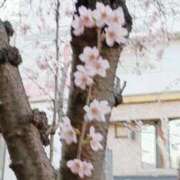 ヒメ日記 2026/03/22 23:22 投稿 あこ 熟女総本店