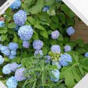 ヒメ日記 2026/05/22 17:42 投稿 あこ 熟女総本店