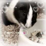 ヒメ日記 2025/12/10 06:59 投稿 ひな SOPHIA（ソフィア）