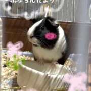 ヒメ日記 2026/03/12 12:03 投稿 ひな SOPHIA（ソフィア）