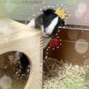 ひな ぷいぷい日記(՞•͈ ·̫ •͈ ՞  )୭ SOPHIA（ソフィア）