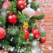 ヒメ日記 2025/12/18 14:50 投稿 布由樹-ふゆき- 人妻倶楽部 花椿大崎店