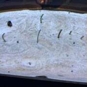 ヒメ日記 2025/12/30 21:48 投稿 紺野 まなか 絢(あや)