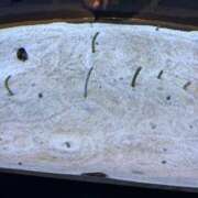 ヒメ日記 2026/01/22 13:40 投稿 紺野 まなか 絢(あや)