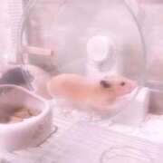 ヒメ日記 2026/03/19 20:31 投稿 いちご MIKADO