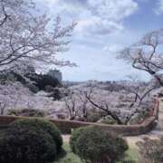 ヒメ日記 2026/04/06 14:03 投稿 いちご MIKADO