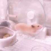 ヒメ日記 2026/04/21 12:56 投稿 いちご MIKADO