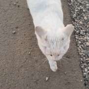 ゆり キャットミント🐈 ナンバーゼロハチイチ