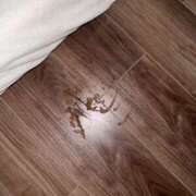 ヒメ日記 2026/01/18 21:47 投稿 パン粉ちゃん Platinum Legend(プラチナムレジェンド)