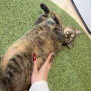 パン粉ちゃん だれか、ころしてくれ Platinum Legend(プラチナムレジェンド)