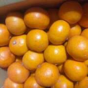 ヒメ日記 2025/12/31 15:17 投稿 マリア(奥方) 奥様幕府