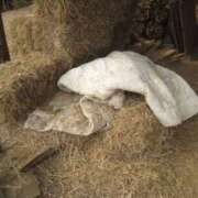 ヒメ日記 2025/12/28 01:18 投稿 ひつじ 奥様メモリアル