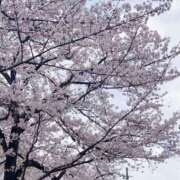 ヒメ日記 2026/03/31 17:43 投稿 みずき 柏人妻花壇