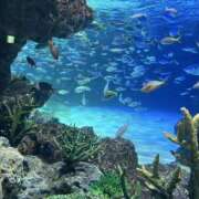 ヒメ日記 2026/02/22 19:31 投稿 ちか「人妻」 奥様アテンド小山店