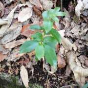 ヒメ日記 2026/03/06 09:52 投稿 ちか「人妻」 奥様アテンド小山店